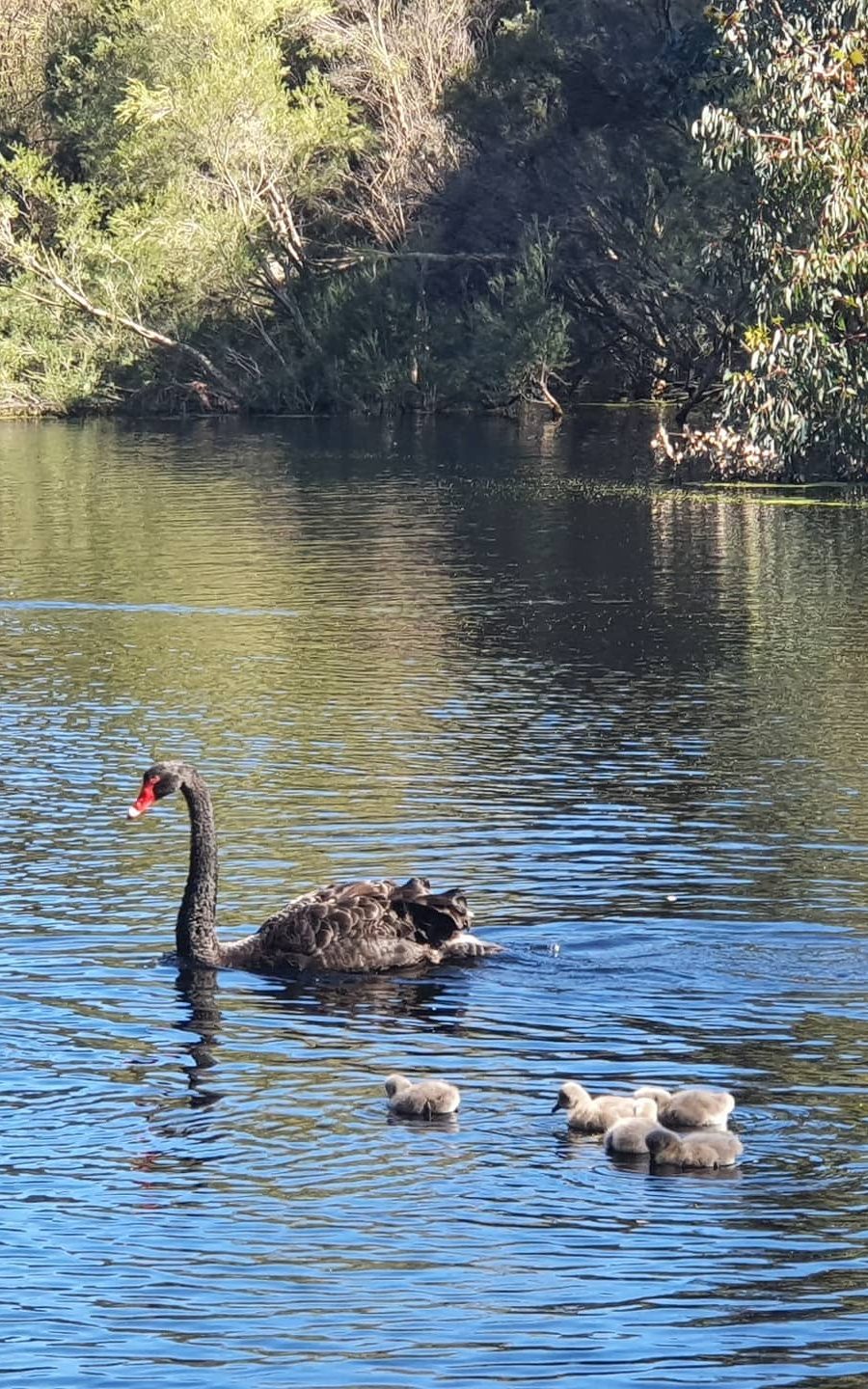 Western Australian black swans and cygnets, swimming in a lake surrounded by bushland. This image represents the way Mental Strides provides mental health training across Western Australia.